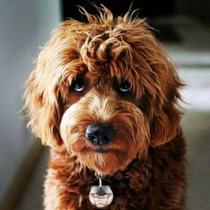 Por que os cachorros "escavam" a cama antes de deitar? entenda mais sobre ESTE hábito dos pets