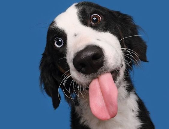 Segredo "bom pra cachorro": 5 Habilidades Surpreendentes que Seu Cão Esconde de Você!