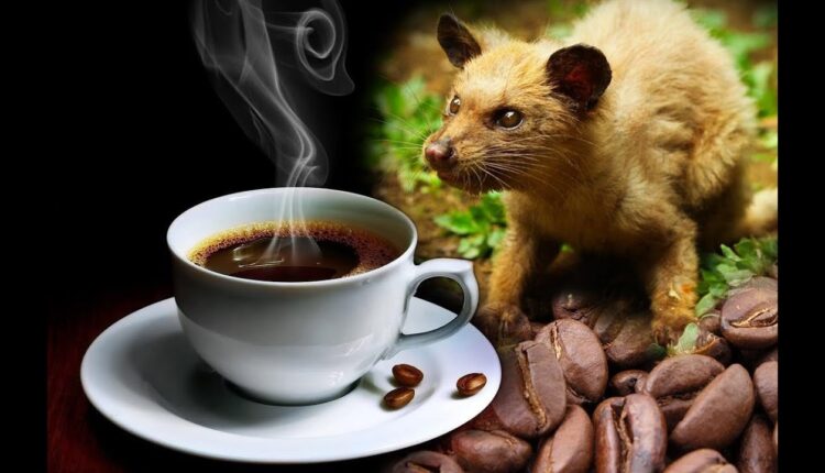 Este é o café mais caro do mundo!