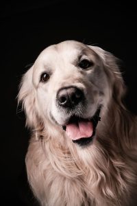 Aprenda a Descobrir a Idade Real do seu Cão em Anos Humanos - Você vai se surpreender