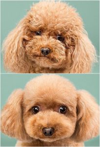 Aprenda a Descobrir a Idade Real do seu Cão em Anos Humanos - Você vai se surpreender