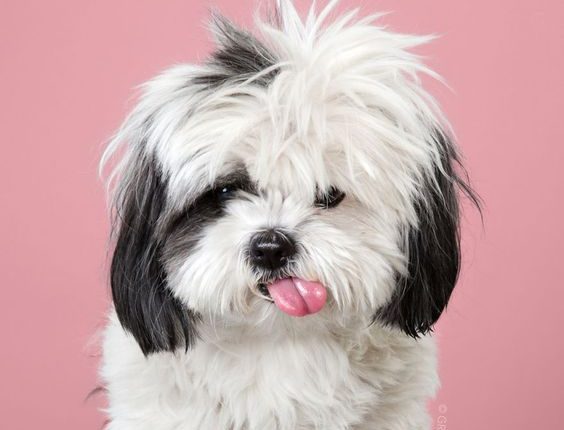 Aprenda a Descobrir a Idade Real do seu Cão em Anos Humanos - Você vai se surpreender