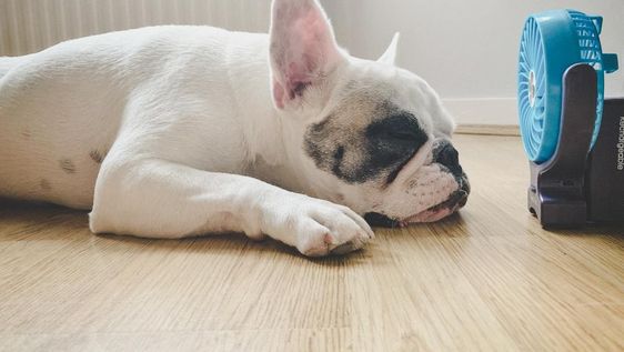 CUIDADO no calor: ESTAS são as raças de cachorro que mais sofrem com as altas temperaturas! 3 dicas