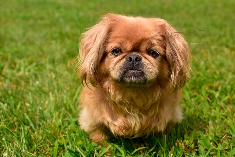 CUIDADO no calor: ESTAS são as raças de cachorro que mais sofrem com as altas temperaturas! 3 dicas