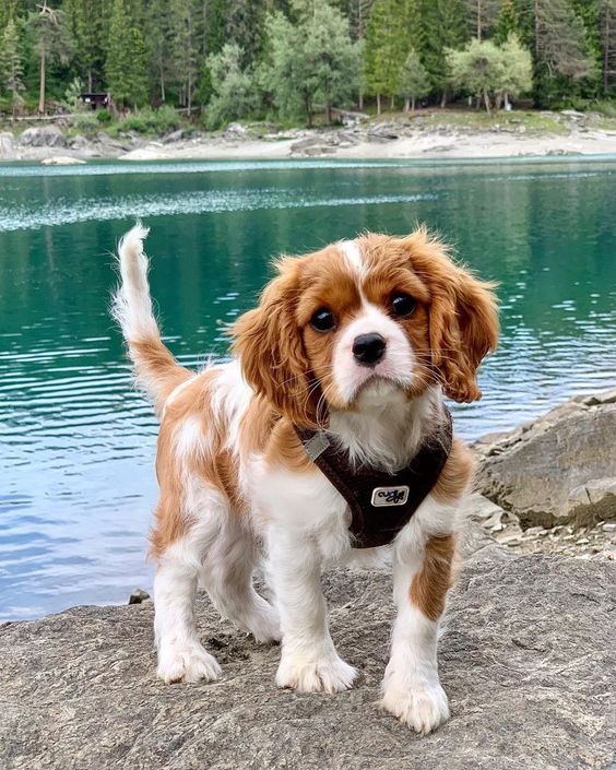 CUIDADO no calor: ESTAS são as raças de cachorro que mais sofrem com as altas temperaturas! 3 dicas