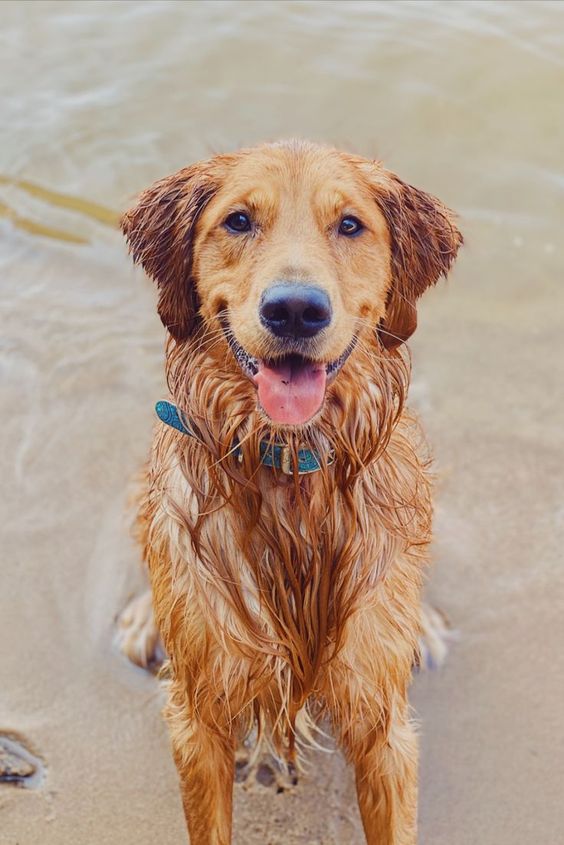 Cachorro calor
