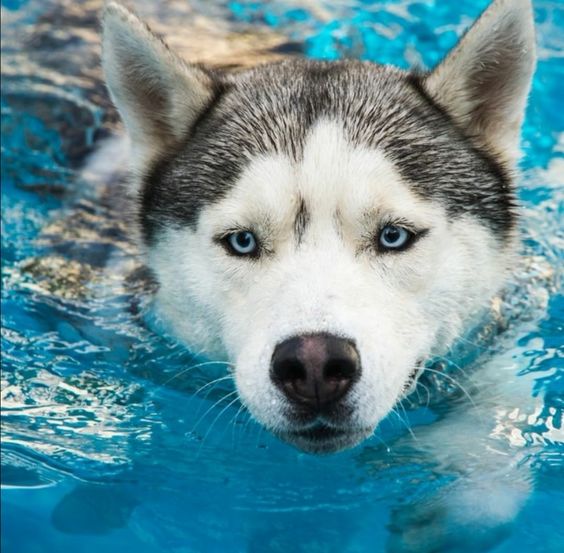 CUIDADO no calor: ESTAS são as raças de cachorro que mais sofrem com as altas temperaturas! 3 dicas