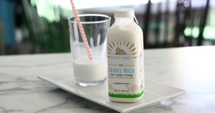 O curioso Leite de Camelo: 5 benefícios para a sua saúde