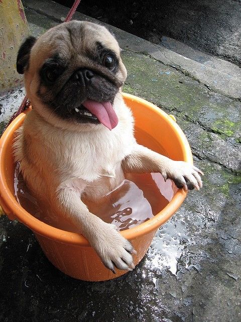 CUIDADO no calor: ESTAS são as raças de cachorro que mais sofrem com as altas temperaturas! 3 dicas