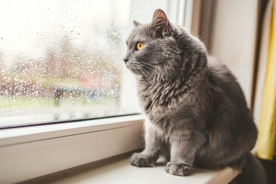 CUIDADO para NÃO DEIXAR SOZINHO o seu animal de estimação em casa!