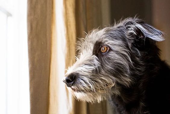 CUIDADO para NÃO DEIXAR SOZINHO o seu animal de estimação em casa!