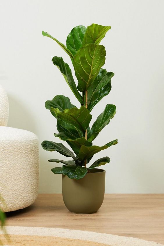 Plantas perfeitas para casa