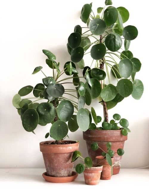 Pilea Peperomioides