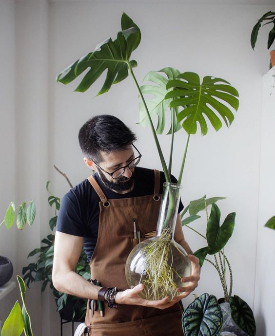 3 dicas para CUIDAR DAS PLANTAS na estação mais quente do ano