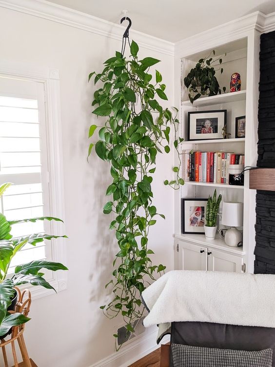 9 Plantas Perfeitas para Ter em Casa