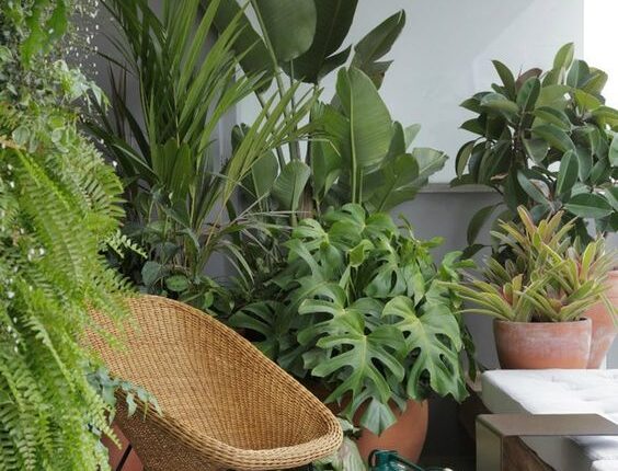 3 dicas para CUIDAR DAS PLANTAS na estação mais quente do ano