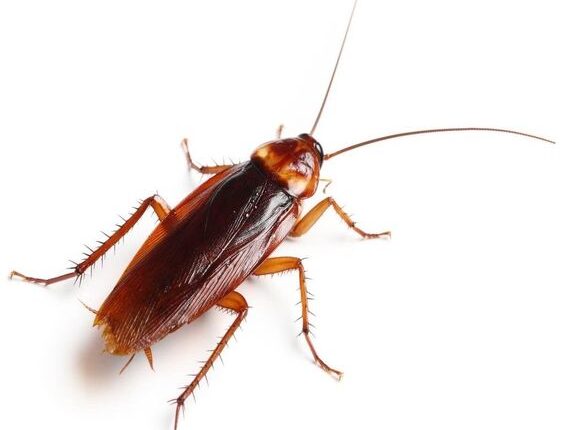 Esqueceu de descongelar a carne para refeição? 2 Truques fundamentais para DESCONGELAR a carne