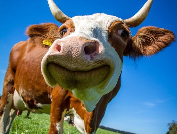 4/10 - Dia Mundial dos Animais: Entenda Tudo Sobre Esta Data Importante