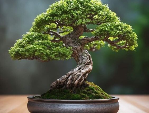 Plantas com Espinhos azar