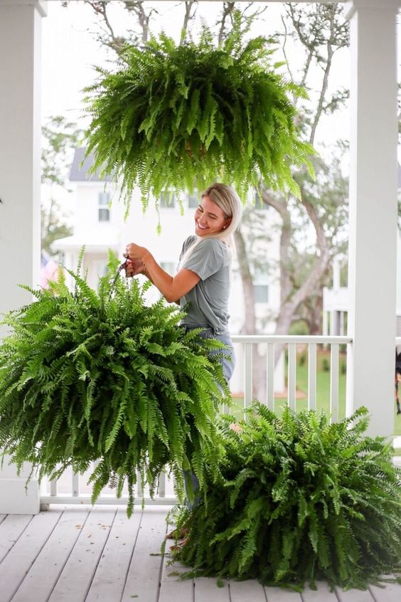 Plantas Pendentes Plantas azar